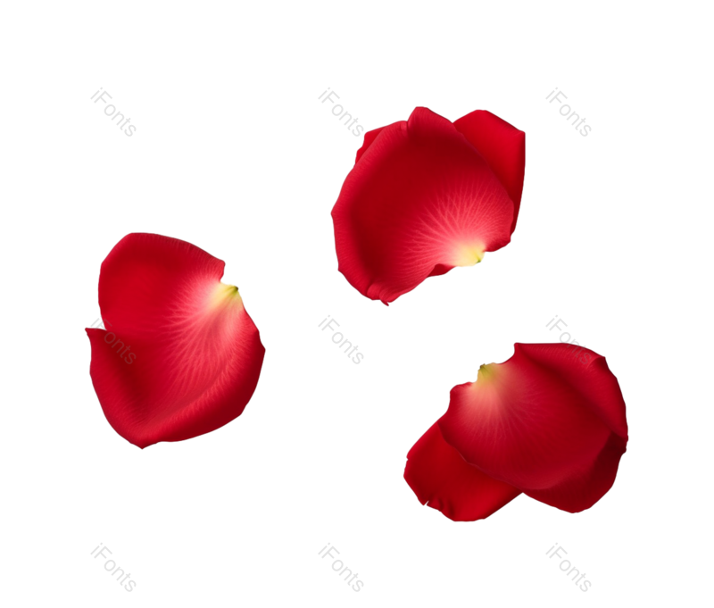 装饰图片,花瓣装饰元素,玫瑰花PNG,玫瑰花瓣免抠素材